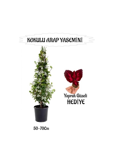 Mis Kokulu Arap Yasemini 1 Adet+yaprak Güzeli Hediyeli Peyzaj Seti