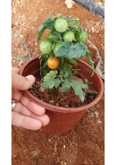 Bodur Cherry Domates Fidesi 6'lı Ambalaj