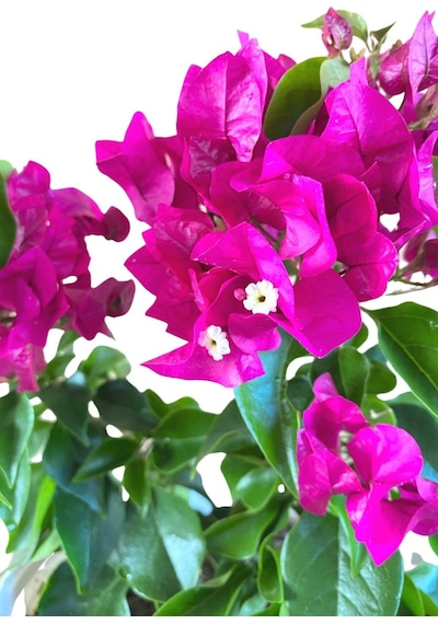 Bodur Begonvil 4 Litrelik Saksıda 20-30cm Bougainvillea