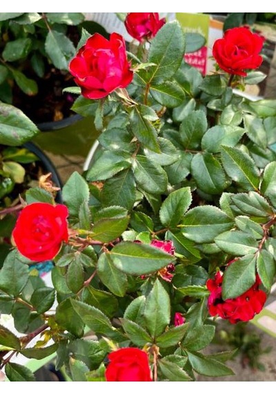 Videolu Çıtır Minyatür Kırmızı Renkli 20 30 Cm 1 Adet Tüplü Aşılı Gül Red Rose