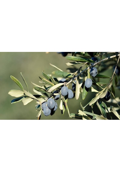 Trilye Gemlik Zeytin Fidanı 3 Adet