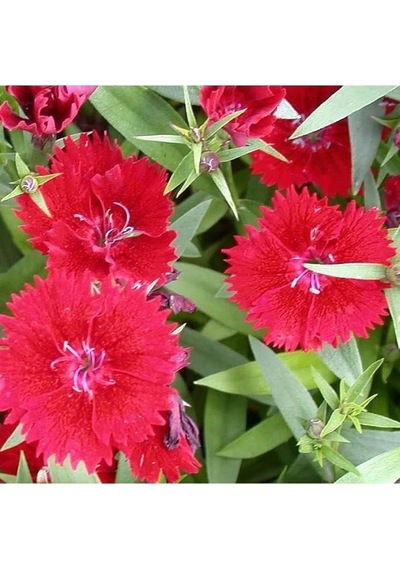 Dianthus Heddewigii Karanfil Çiçeği Tohumu 100 Adet