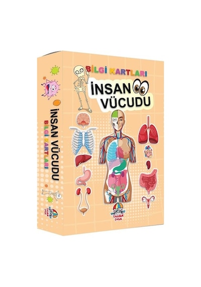 İnsan Vücudu - Bilgi Kartları- Yağmur Çocuk
