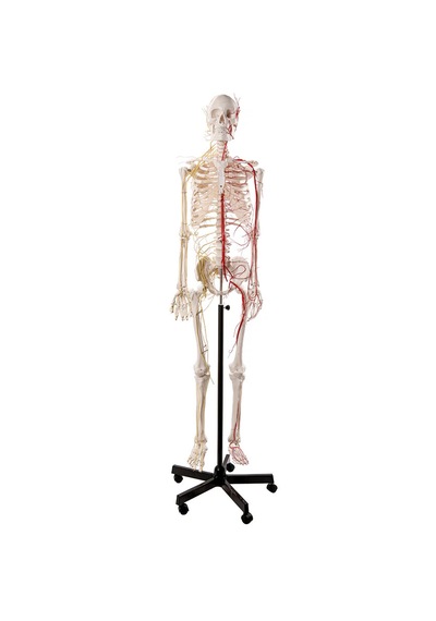 Sinir Ve Damarlı, Gerçek Boyutlarında İnsan İskeleti Modeli, 180 Cm - İskelet Maketi 01