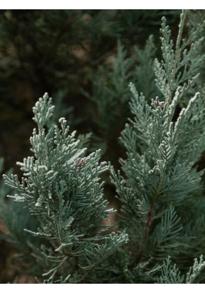 Videolu Leylandi Ile Doğayı Bahçenize Getirin 40 60 Cm 1 Adet Saksılı Cupressocyparis Leylandii