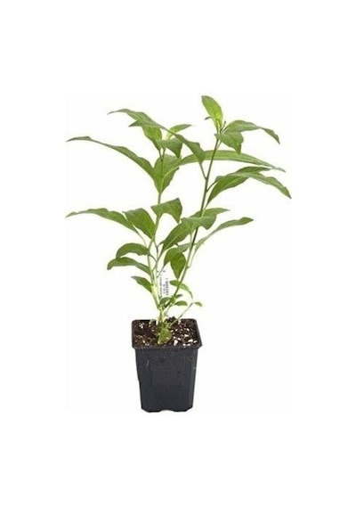 Akşam Gece Sefası Kolonya Limon Çiçeği Melisa 20-40 Cm