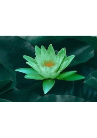 5 Adet Yeşil Lotus Tohumu Nilüfer Tohumu