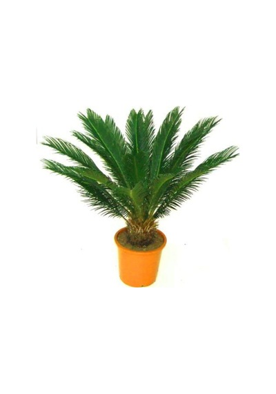 Cycas Ağacı Tohumu Sikas Ağacı Tohumu Revoluta Süs Ağacı 5 Adet Dev Tohum