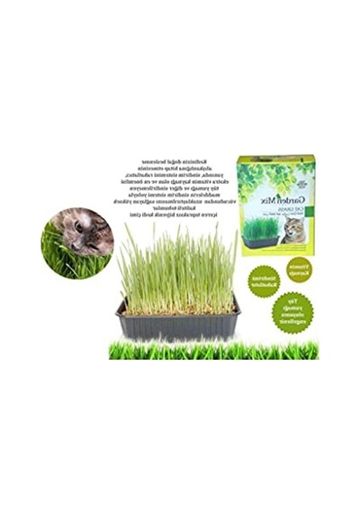 Garden Mix Kutu Kedi Çimi, Kahverengi, 1