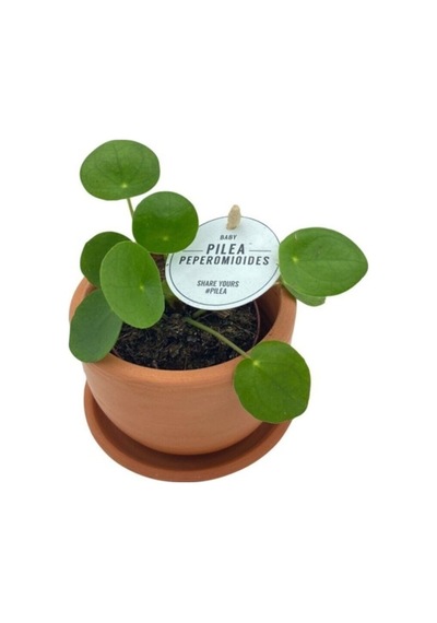 Baby Pilea Peperomioides Çin Para Çiçeği 10-20 Cm