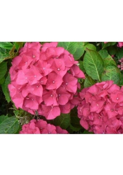 Pembe Ortanca Çiçeği Fidanı 10-20 Cm