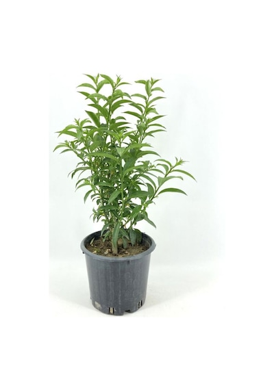 Videolu Mis Kokulu 1 Adet Melisa Çiçeği Fidanı Saksılı 50-110cm Lemon Balm