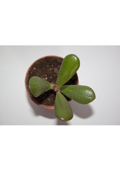 Şans Ve Para Çiçeği Crassula Ovata Tekli 5.5 Cm Küçük Saksıda
