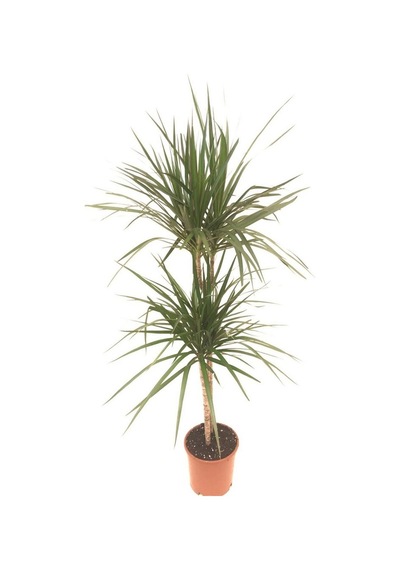 Dracena Marginata 2 Li