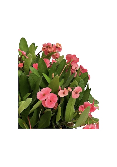 Videolu Pembe Milli Dikenler Tacı Çiçeği Mega Boy 1 Adet Saksılı 40-60 Cm Kaktüs Euphorbia