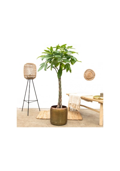 Örgülü Para Ağacı – Pachira Aquatica 30-40 cm