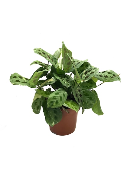 Maranta Leuconeura Kerchoveana 'Variegata' (Dua Çiçeği) Ø14 CM Y30-35 CM