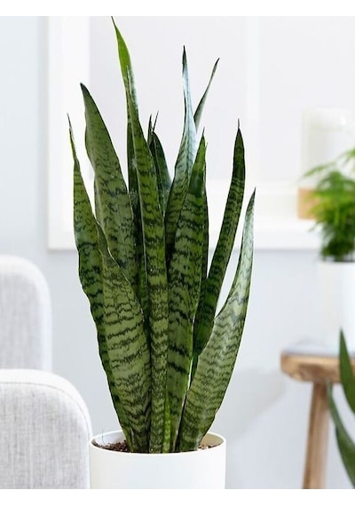 Serada Decor Plant Yeşil Kılıç Çiçeği Bol Köklü 40-60 Cm İç Mekan Bitkisi Hava Temizleyen Bitki