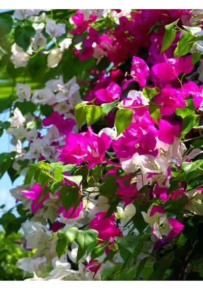 Çift Renk Pembe Beyaz Begonvil Çiçeği 1 Adet 45-65 Cm Saksılı/ Tüplü Bougainvillea