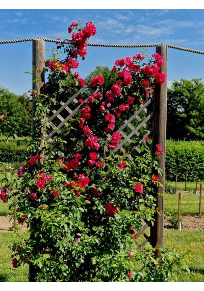 Videolu Yediveren Kokulu Bordo Renk 30 60 Cm 2 Adet Saksılı Aşılı Gül Burgundy Rose
