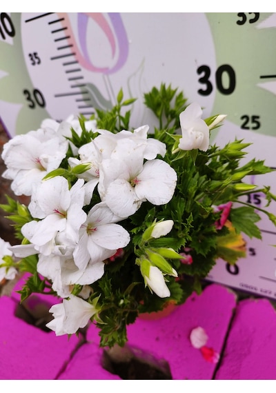 Beyaz Ceylangözü Sardunya Pelargonium Domesticum - Renkli Süs Bitkisi
