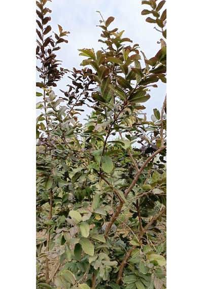 Tüplü Guava Fidanı 1.5/2 Metre