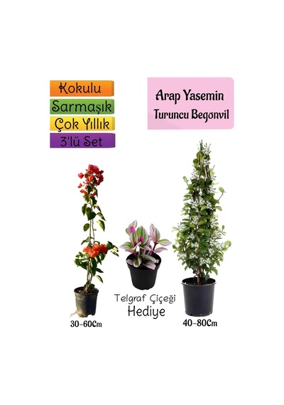 Avantajlı Ürün Mis Kokulu Arap Yasemini Turuncu Begonvil Mezem Çiçeği 3'lü Bahçe Seti