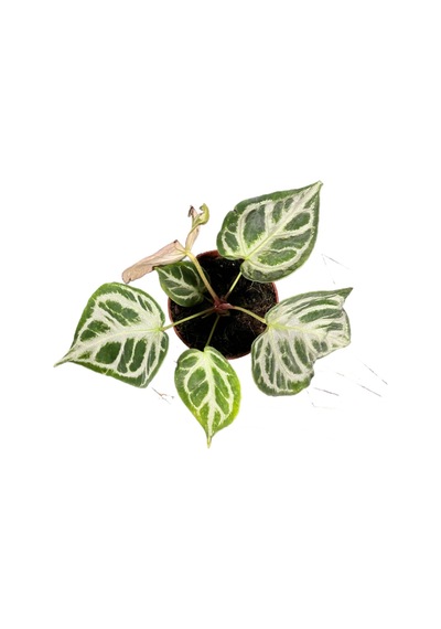 Anthurium 'silver Blush' Ø12 Cm 20-25 Cm
