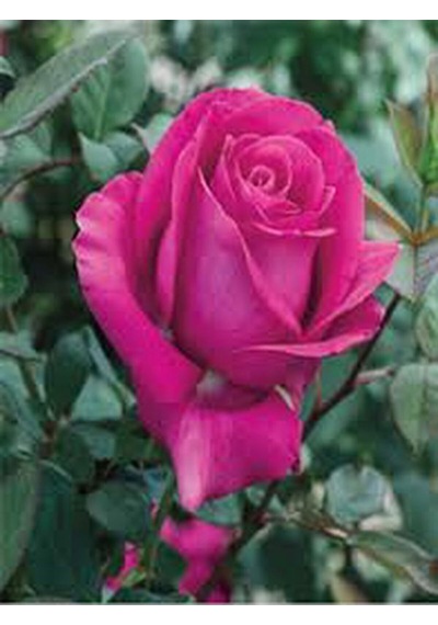 Videolu Fuji Yediveren Kokulu 30 60cm Saksılı 2 Adet Aşılı Gül Fuji Rose
