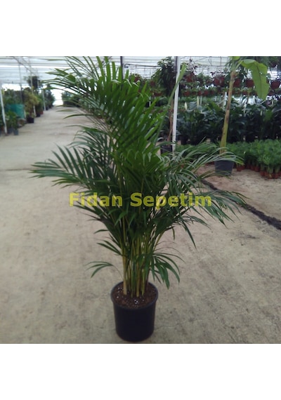 Areca Palmiyesi Bitkisi 140-150cm 2455