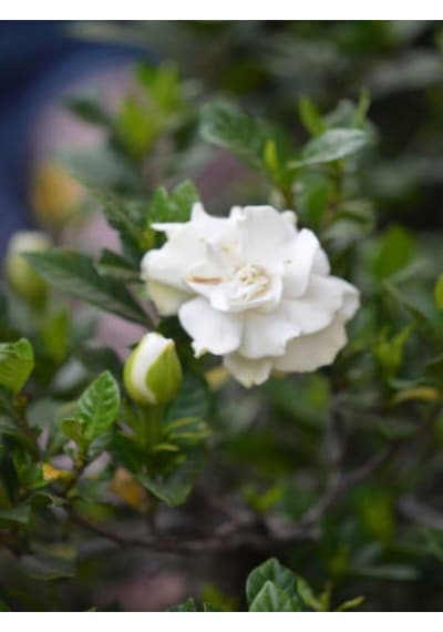 Videolu 1 Adet Salon Hediyesi Müthiş Kokulu Gardenya Çiçeği 20-40 Cm Saksılı Iç Mekan Gardenia