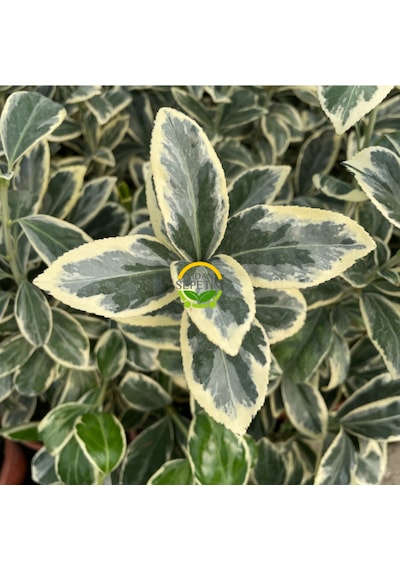 10 Adet Brovo Taflan Fidanı Paketi 'euonymus Japonica '