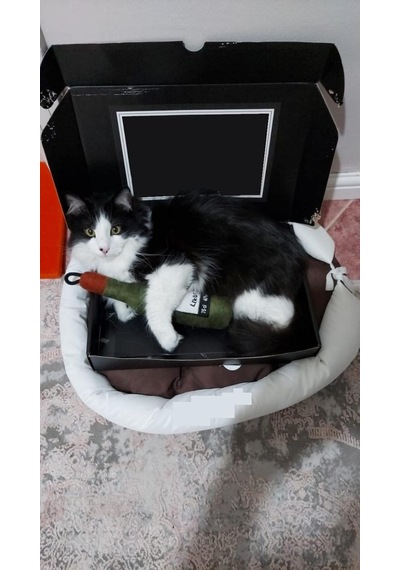 Bottle Toy, Köpek Oyuncağı, Kedi Oyuncağı, Peluş Oyuncak Beyaz