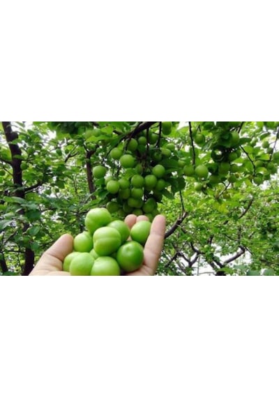 Papaz Erik Fidanı 3 Yaş Tüplü Ve Aşılı 3 Adet