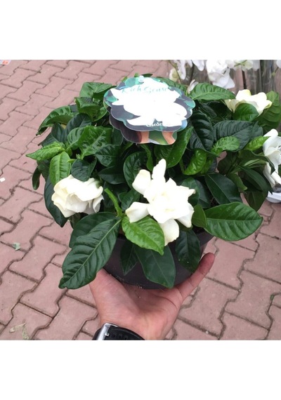 Videolu Kokulu Ofis Bitkisi 1 Adet Gardenya Çiçeği Saksılı 30-50cm Gardenia Flower