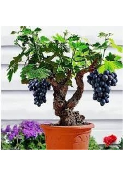 50 Adet Tohum Organik Hobi Bahçe Siyah Üzüm Bonsai Ağaç