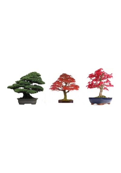 3'Lü Set Bonzai Ağacı Tohumu Bonsai Acer Rubrum Çınar Selvi Ekim