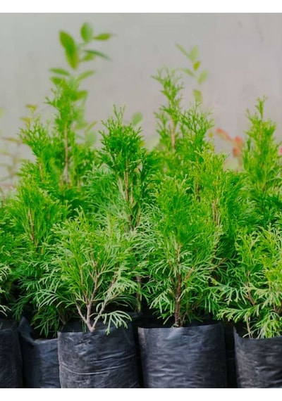 Leylandi Çam Ağacı Fidanı 20 Adet Tüplü 10-25cm Cupressus Leylandii