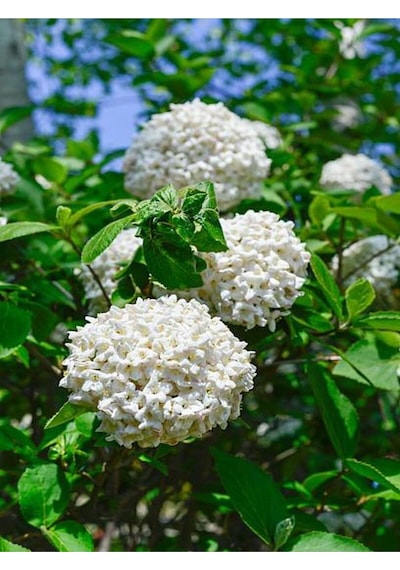 Çınar Kartopu Çiçeği Beyaz Renkli 30 60 Cm 1 Adet Tüplü Dış Mekan Bitkisi Viburnum Plicatum