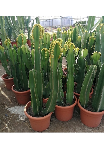 Euphorbia Acrurensis – Yalancı Kaktüs 20-40 cm