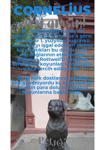 Petjoo 20.Cornelius Gri-Mavi Qr'lı Köpek Künyesi