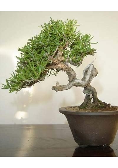 Ayrex Biberiye Bonsai Ağacı 10 Tohum Saksı Toprak Seti