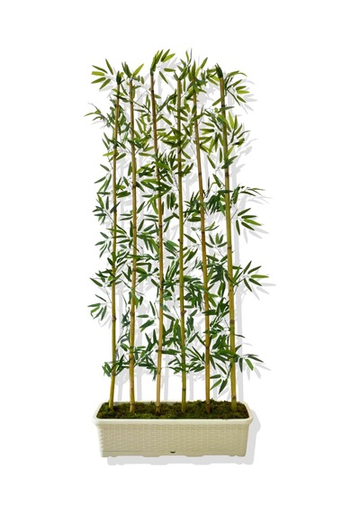 Cihan Çiçekçilik Bambu Seperatör 175 Cm 6 Adet Bambu 72 Cm Beyaz Saksı Beyaz- Yeşil