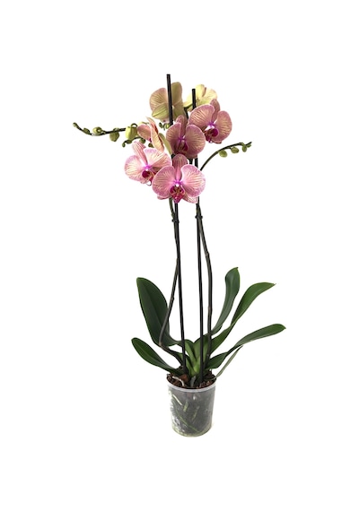 Phalaenopsis 'Golden Leopard' (Pembe Orkide) Ø12 CM 70-80 CM