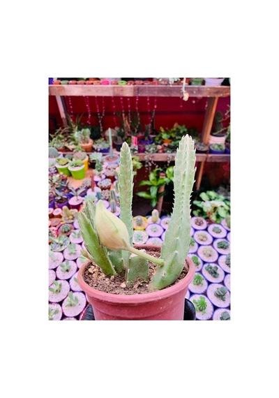 Stapelia Flavirostris Leş Kaktüsü Koyu Kırmızı Büyük Çiçek Veren