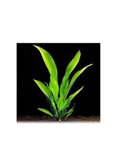 Anubias Congensis 5-6 Yapraklı Kök Canlı Bitki Standart