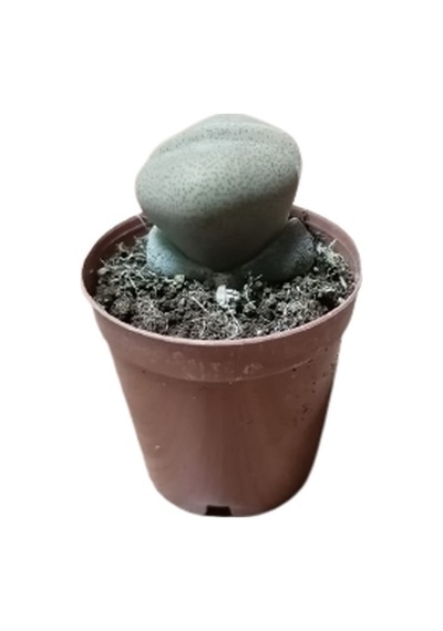 Serada Decor Plant Pleiospilos Nelii Lithops Beyaz Çiçek Açan Taş Kaktüs Yaşayan Taşlar