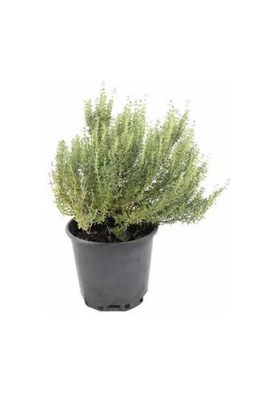Kekik Fidanı Aromatik Bitki 10-20 Cm