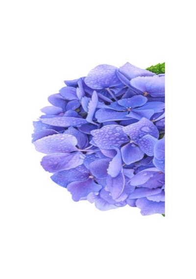 Videolu Ithal Mavi Tivoli Ortanca Çiçeği Fidanı 25-45 Cm Saksılı Çiçekli Bodur Blue Hydreangea