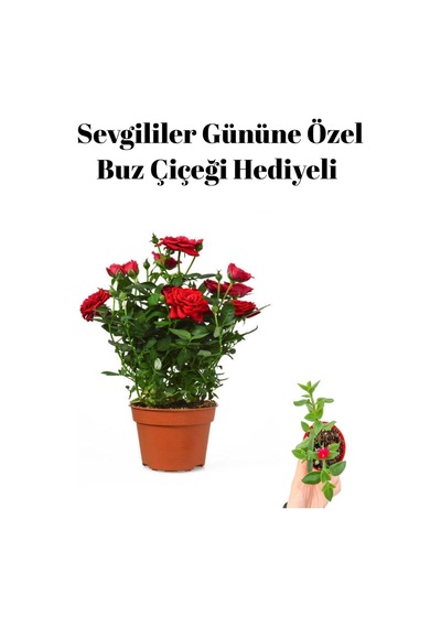 Öğretmenler Gününe Özel Kırmızı Renk Bodur Gül Fidanı Buz Çiçeği Hediyeli